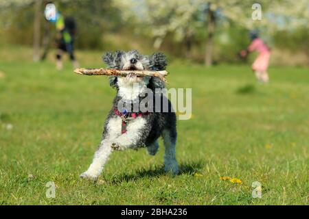 Ein Bild des glücklichen erwachsenen Mischlingshudes von Pudel und Shi Tzu, der mit einem Holzstock im Mund auf der Wiese läuft. Stockfoto