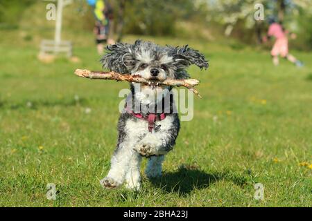 Ein Bild des glücklichen erwachsenen Mischlingshudes von Pudel und Shi Tzu, der mit einem Holzstock im Mund auf der Wiese läuft. Stockfoto