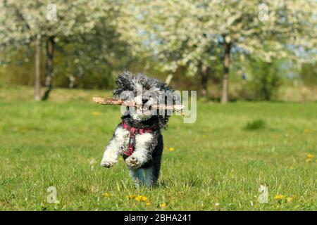 Ein Bild des glücklichen erwachsenen Mischlingshudes von Pudel und Shi Tzu, der mit einem Holzstock im Mund auf der Wiese läuft. Stockfoto