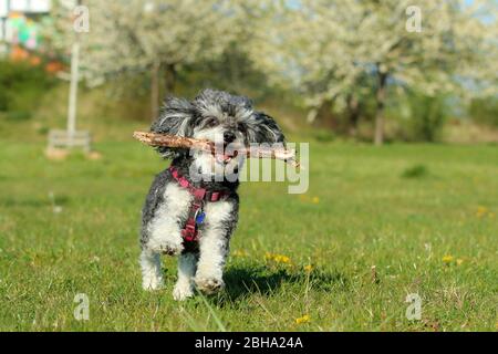 Ein Bild des glücklichen erwachsenen Mischlingshudes von Pudel und Shi Tzu, der mit einem Holzstock im Mund auf der Wiese läuft. Stockfoto