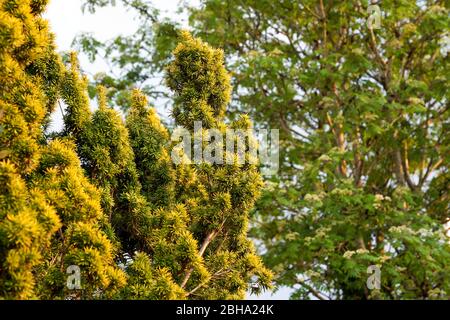 Ein goldener irischer Eibenstrauch, der in einem Garten in South Wales, Großbritannien, wächst Stockfoto