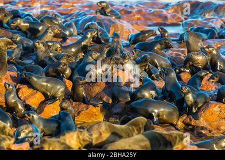 Kap-Pelzrobben (Arctocephalus pusillus) Kolonie, Cape Cross, Namibia Stockfoto
