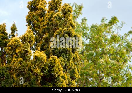 Ein goldener irischer Eibenstrauch, der in einem Garten in South Wales, Großbritannien, wächst Stockfoto