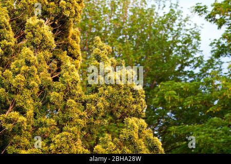 Ein goldener irischer Eibenstrauch, der in einem Garten in South Wales, Großbritannien, wächst Stockfoto