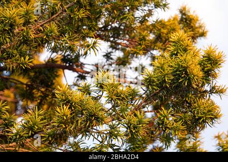 Ein goldener irischer Eibenstrauch, der in einem Garten in South Wales, Großbritannien, wächst Stockfoto