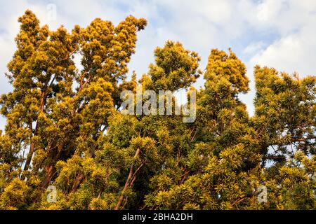 Ein goldener irischer Eibenstrauch, der in einem Garten in South Wales, Großbritannien, wächst Stockfoto