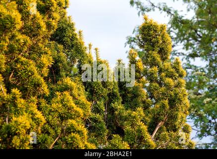 Ein goldener irischer Eibenstrauch, der in einem Garten in South Wales, Großbritannien, wächst Stockfoto