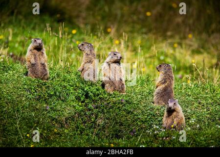 Murmeltiere auf der Almwiese Stockfoto