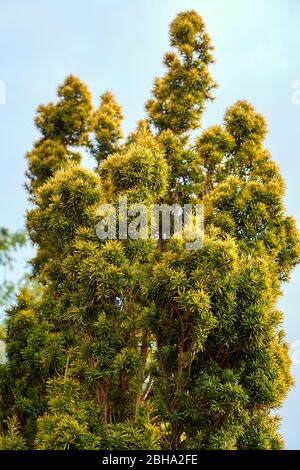 Ein goldener irischer Eibenstrauch, der in einem Garten in South Wales, Großbritannien, wächst Stockfoto