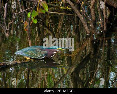 Grün-backed Heron (Butorides Virescens) Stockfoto