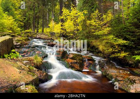 Bode, Bodetal, Fluss, Wald, Laubfärbung, Herbst, Harz, Sachsen-Anhalt, Deutschland, Europa Stockfoto