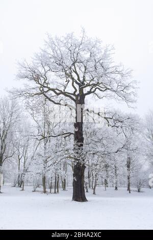 Schnee, Winter, Wald, Park, Palmengarten, Leipzig, Deutschland, Europa Stockfoto