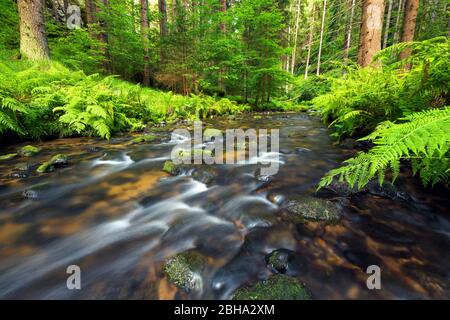 Sommer, Khaatal, Kirnitzsch, Fluss, Tal, Böhmische Schweiz, Elbsandsteingebirge, Deutschland, Europa Stockfoto