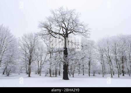 Schnee, Winter, Wald, Park, Palmengarten, Leipzig, Deutschland, Europa Stockfoto