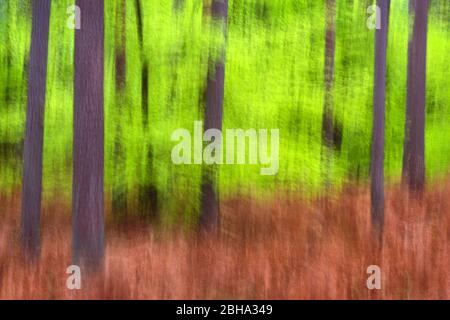 Sommer, Wald, Darss, Abstrakt, Ostsee, Mecklenburg-Vorpommern, Deutschland, Europa Stockfoto