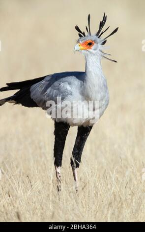 Nahaufnahme des Sekretärs Vogel (Schütze Serpentarius), Kgalagadi Transfrontier Park, Namibia, Afrika Stockfoto