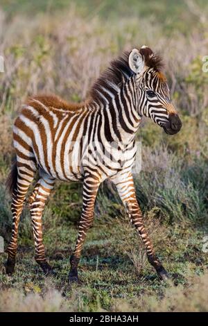 Nahaufnahme eines jungen Zebras (Equus quagga), Ngorongoro Conservation Area, Tansania, Afrika Stockfoto