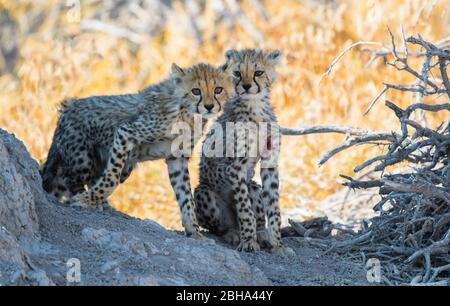 Nahaufnahme von zwei jungen Geparden (Acinonyx jubatus), Etosha Nationalpark, Namibia, Afrika Stockfoto