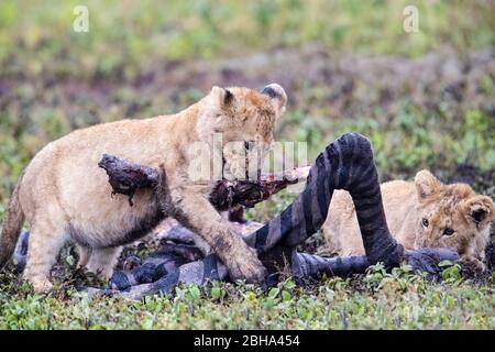 Zwei junge Löwen (Panthera leo), die Zebra essen, Ngorongoro Conservation Area, Tansania, Afrika Stockfoto