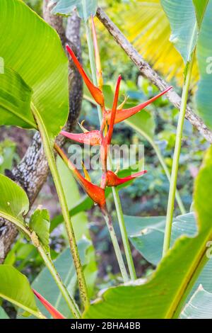 Heliconia Blume, (Heliconia latispatha), Park, Amber Cove Kreuzfahrtterminal, Hafen, Maimón, Dominikanische Republik, größere Antillen, Karibik, Atlantischer Ozean, Mittelamerika Stockfoto