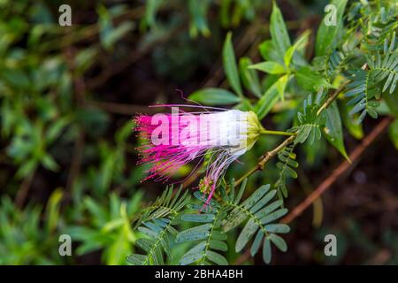 Silk Tree, (Albizia julibrissin), Mimosa, Park, Amber Cove Cruise Terminal, Hafen, Maimón, Dominikanische Republik, größere Antillen, Karibik, Atlantischer Ozean, Mittelamerika Stockfoto