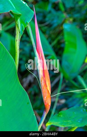 Heliconia Bud, (Heliconia latispatha), Park, Amber Cove Kreuzfahrtterminal, Hafen, Maimón, Dominikanische Republik, größere Antillen, Karibik, Atlantischer Ozean, Mittelamerika Stockfoto