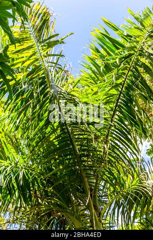 Tropische Pflanzen, Puerto Plata, Dominikanische Republik, Große Antillen, Karibik, Atlantik, Mittelamerika Stockfoto