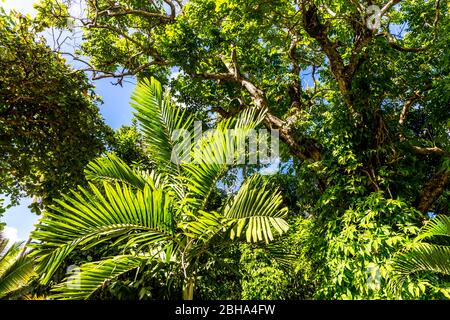 Tropische Pflanzen, Puerto Plata, Dominikanische Republik, Große Antillen, Karibik, Atlantik, Mittelamerika Stockfoto