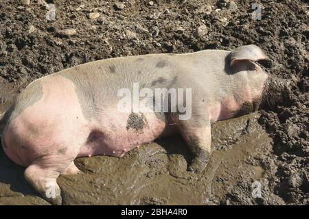 Hausschwein, das im Schlamm ruht Stockfoto