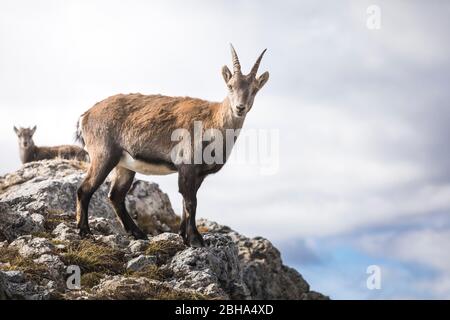 Steinbock, Steinbock, Steinbock, Steinbock, auf dem Gipfel des Sasso Bianco, Dolomiten, Belluno, Venetien, Italien Stockfoto