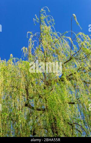 Trauerweide (Salix babylonica), hängende Äste im Frühjahr, Weilheim, Bayern, Deutschland, Europa Stockfoto