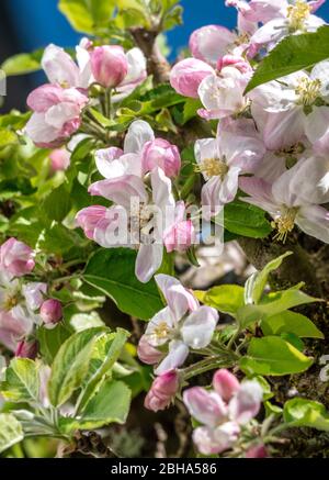 Apple Blossom, blühender Apfelbaum (Malus Domestica), Bayern, Deutschland, Europa Stockfoto