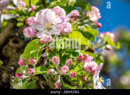 Apple Blossom, blühender Apfelbaum (Malus Domestica), Bayern, Deutschland, Europa Stockfoto