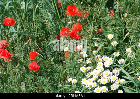 Roter Mohn Blumen und weißen Gänseblümchen auf dem Rand eines Feldes, durch Gras umgeben. Stockfoto