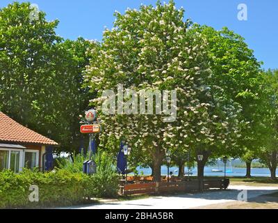 Deutschland, Oberbayern, 5 Seen, Ammersee, Herrsching, Restaurant und Kastanienbäume Stockfoto