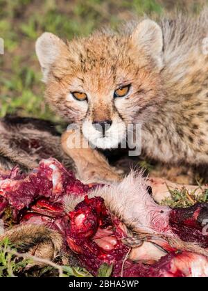 Nahaufnahme des Geparden (Acinonyx jubatus) mit Blick auf die Kamera, Ngorongoro Conservation Area, Tansania Stockfoto
