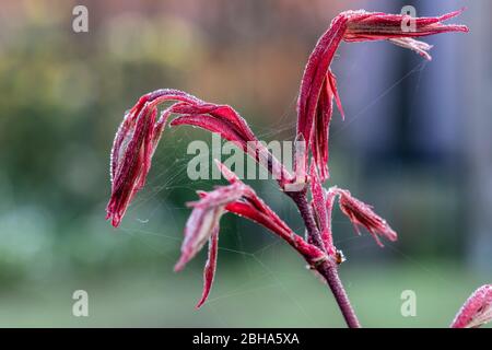 Fan Ahorn, Acer palmatum, rot, Laubaustrieb Stockfoto