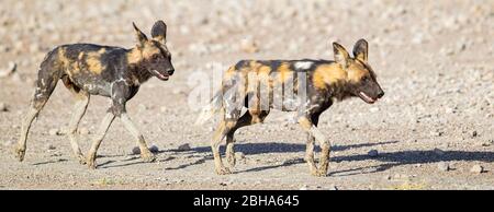 Nahaufnahme von zwei afrikanischen Wildhunden (Lycaon pictus), Ngorongoro Conservation Area, Tansania Stockfoto