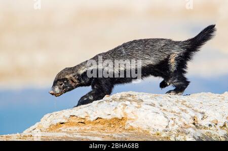 Nahaufnahme des Honigdachs, Etosha National Park, Namibia Stockfoto