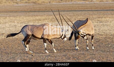 Zwei Oryx-Antilopen (Oryx Gazella), Kgalagadi Transfrontier Park, Südafrika Stockfoto