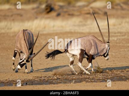 Zwei Oryx-Antilopen (Oryx Gazella), Kämpfe, Kgalagadi Transfrontier Park, Südafrika Stockfoto