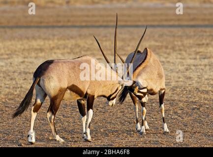 Zwei Oryx-Antilopen (Oryx Gazella), Kgalagadi Transfrontier Park, Südafrika Stockfoto