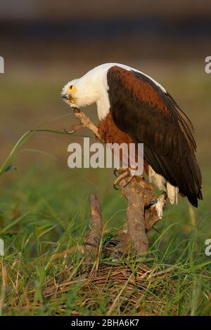 African Fish Eagle (Haliaetus vocifer), auf Stamm thront, seine Federn putzen, Chobe River, Botswana Stockfoto