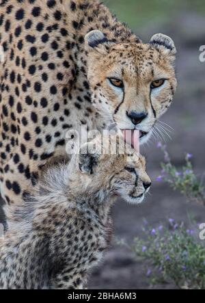 Geparde (Acinonyx jubatus) mit Jungtier, Ngorongoro Conservation Area, Tansania Stockfoto