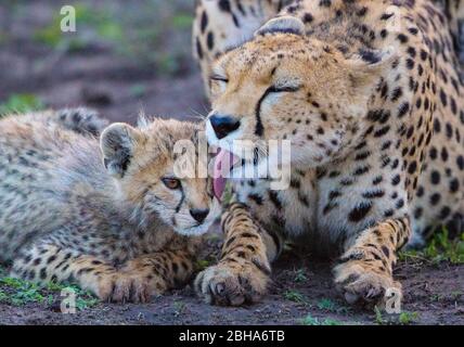 Geparde (Acinonyx jubatus) mit Jungtier, Ngorongoro Conservation Area, Tansania Stockfoto