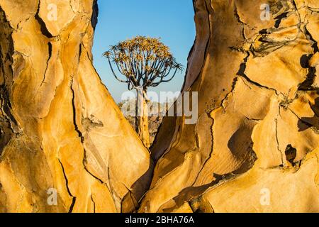 Köcherbäume (Aloidendron dichotomum), Namibia Stockfoto