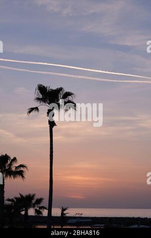 Eine Palme im Sonnenuntergang mit Himmel im Kurs und zwei Kondensstreifen. Unten sehen Sie das Meer. Stockfoto