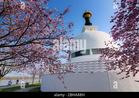 Wien, Wien: pagode Friedenspagode, buddhismus, Donau, Kirschblüte 02. Leopoldstadt, Wien, Österreich Stockfoto