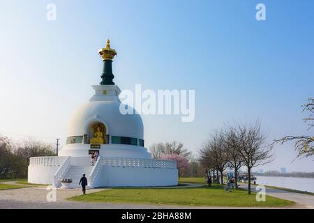 Wien, Wien: pagode Friedenspagode, buddhismus, Donau, Kirschblüte 02. Leopoldstadt, Wien, Österreich Stockfoto