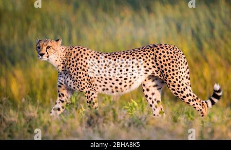 Geparden (Acinonyx jubatus) Wandern, Ngorongoro Conservation Area, Tansania Stockfoto